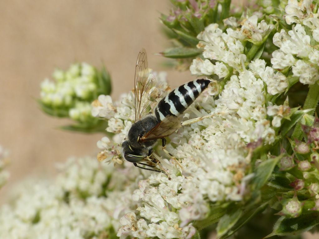 Crabronidae: Bembix rostrata (cf.)